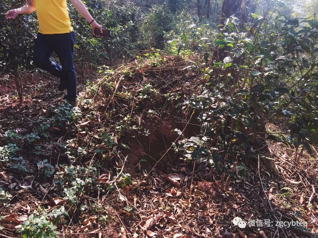 茶界香格里拉-传说中的曼松到底长什么样?图文揭秘长在森林中的古茶园