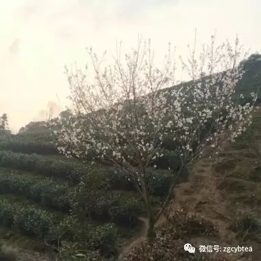 你现在到手的龙井春茶可能是假的！即时播报12大茶产区春茶产情