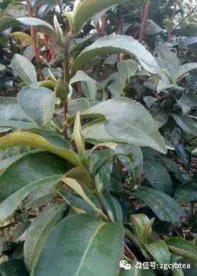 你现在到手的龙井春茶可能是假的！即时播报12大茶产区春茶产情