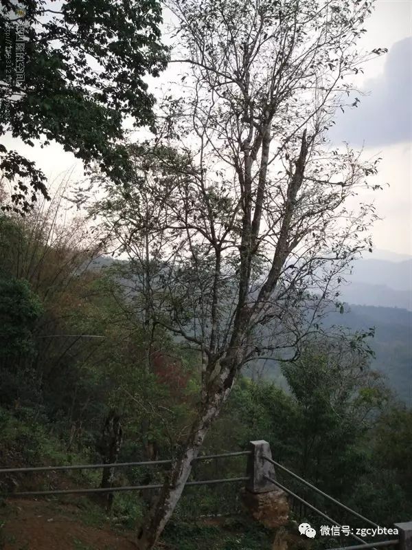 云南易武落水洞那棵活了八百多年的茶树王死了，谁是凶手？
