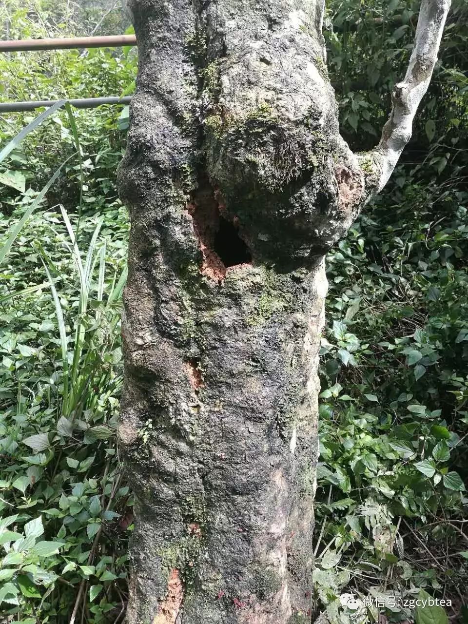 云南易武落水洞那棵活了八百多年的茶树王死了，谁是凶手？