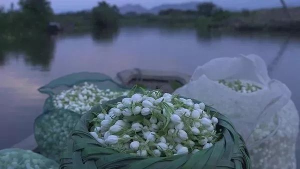 把茉莉跟茶凑一起就成了茉莉花茶?真正的花茶工艺可能是花半辈子都学不会的绝技!
