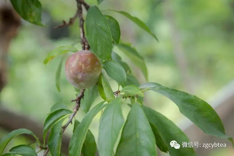全国2862个县中它毫不起眼,却用牛肉丸和白溪茶氤氲了客家山乡梦