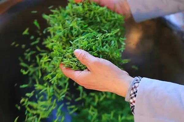 用安吉白茶做白茶？那苍老师也能过教师节了！（附安吉“白茶”品鉴报告）
