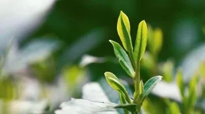 春茶季快到了，你今年准备去茶山吗？