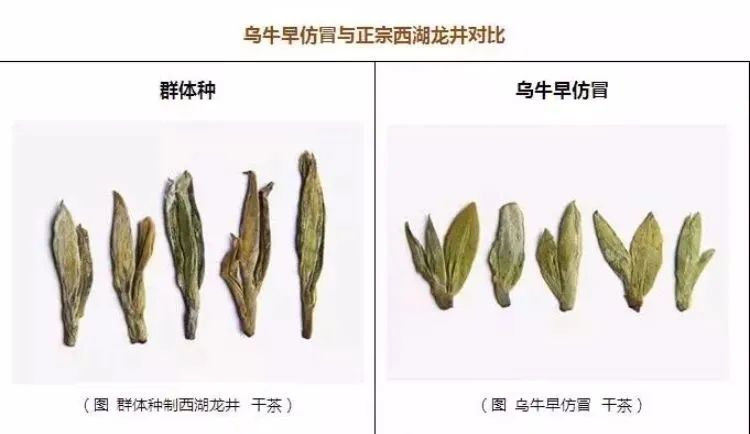 如何喝到一杯正宗的西湖龙井？记住五个绝招，缺一不可！