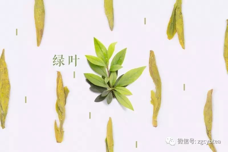 词穷?除了"鲜爽",该怎么形容绿茶的惊艳？9张绝美好图剖解绿茶