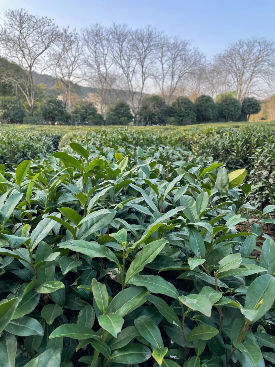灵魂拷问：为什么西湖边的茶树还没开采，你朋友圈的西湖龙井就到货了？