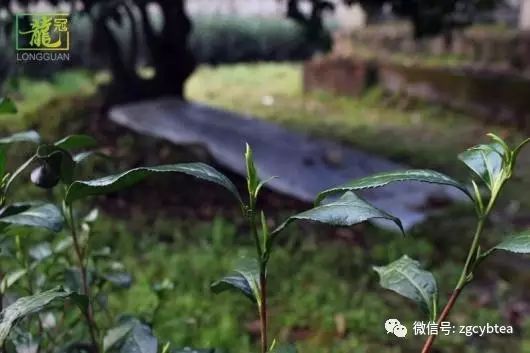 你现在到手的龙井春茶可能是假的！即时播报12大茶产区春茶产情