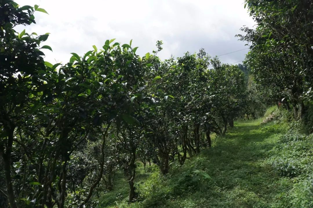刮风寨茶农把我的茶王树掉包了，交易之地再无净土？