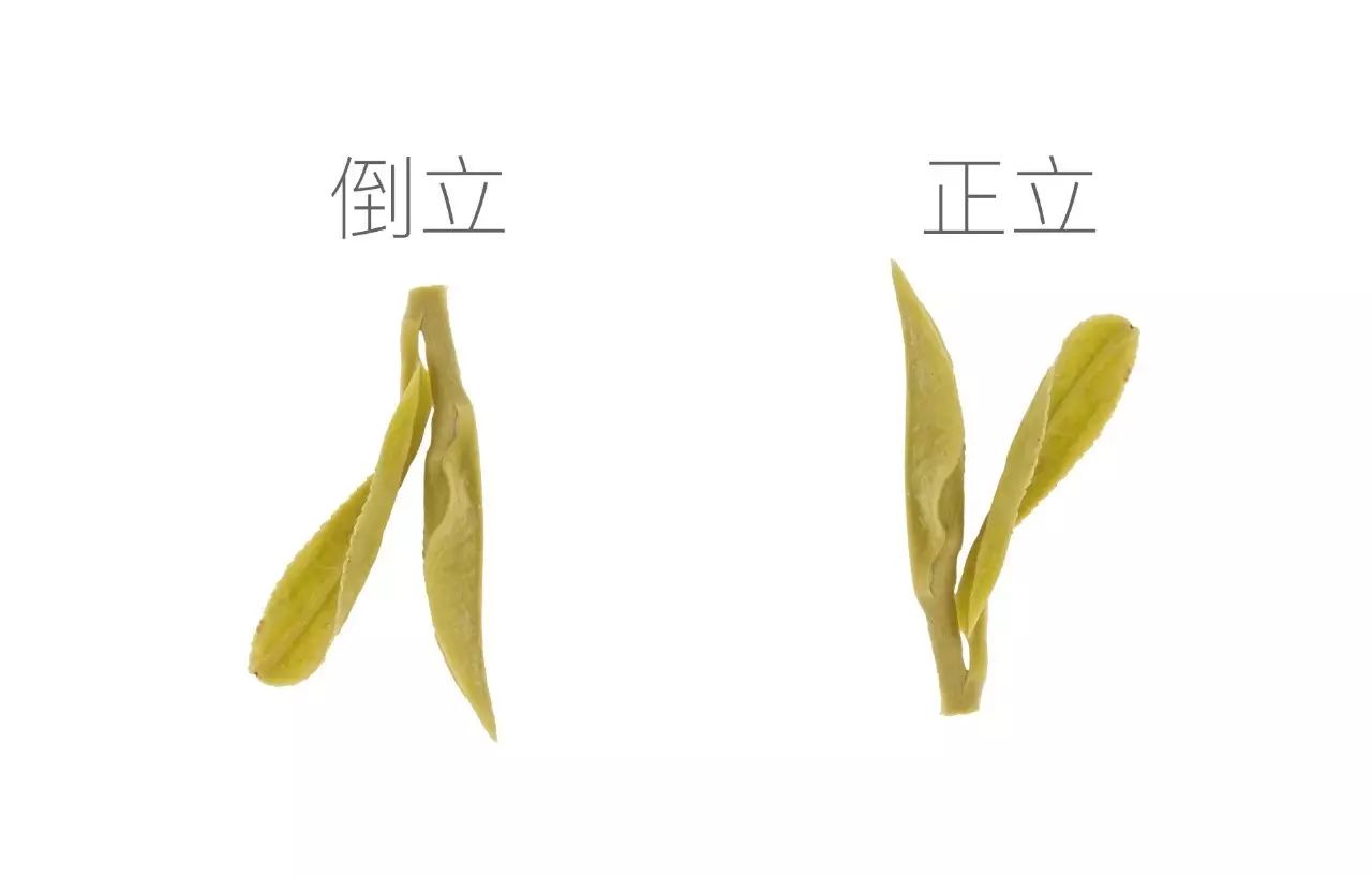 一口气泡了17款绿茶,验证是否只有龙井才能在茶汤中倒立?
