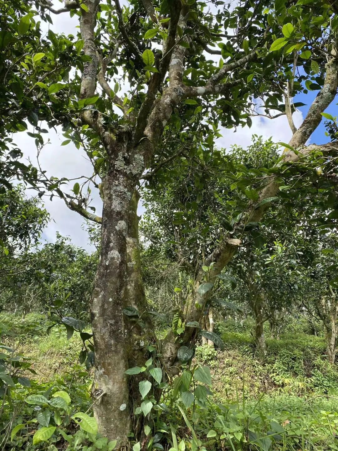 刮风寨茶农把我的茶王树掉包了，交易之地再无净土？
