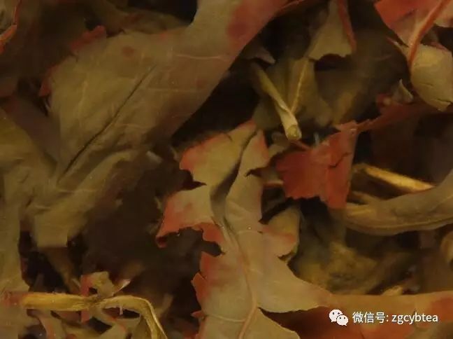 超实用主流茗茶样本图:怕买到黑心假茶?请先对照这15款茶叶外形