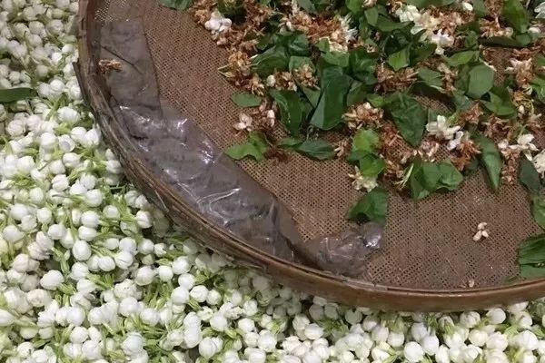 把茉莉跟茶凑一起就成了茉莉花茶?真正的花茶工艺可能是花半辈子都学不会的绝技!