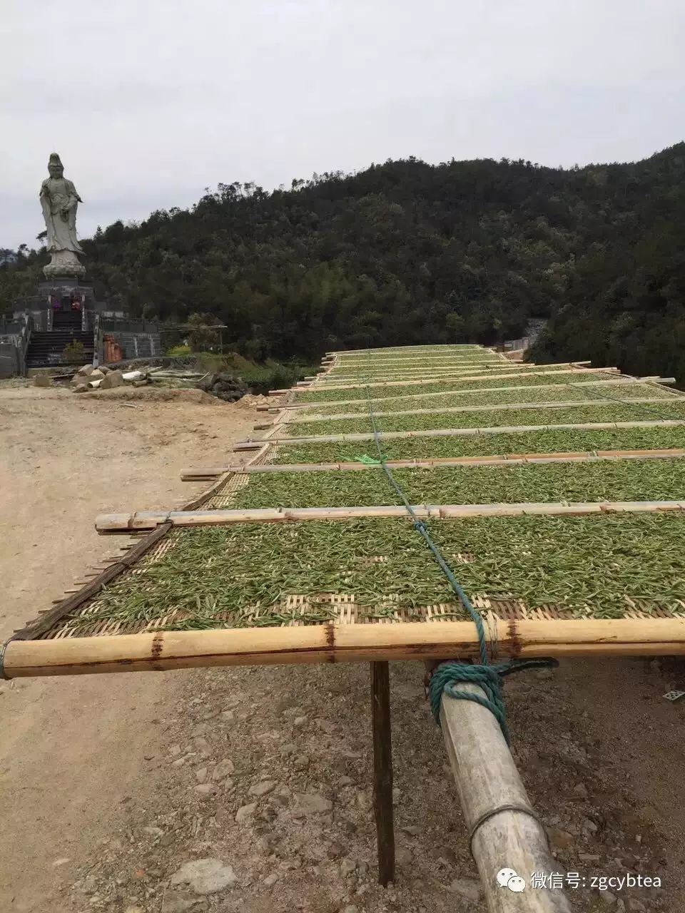 茶亲时代:几千公里外不相识的两个陌生人,用茶汤调浓了血缘关系