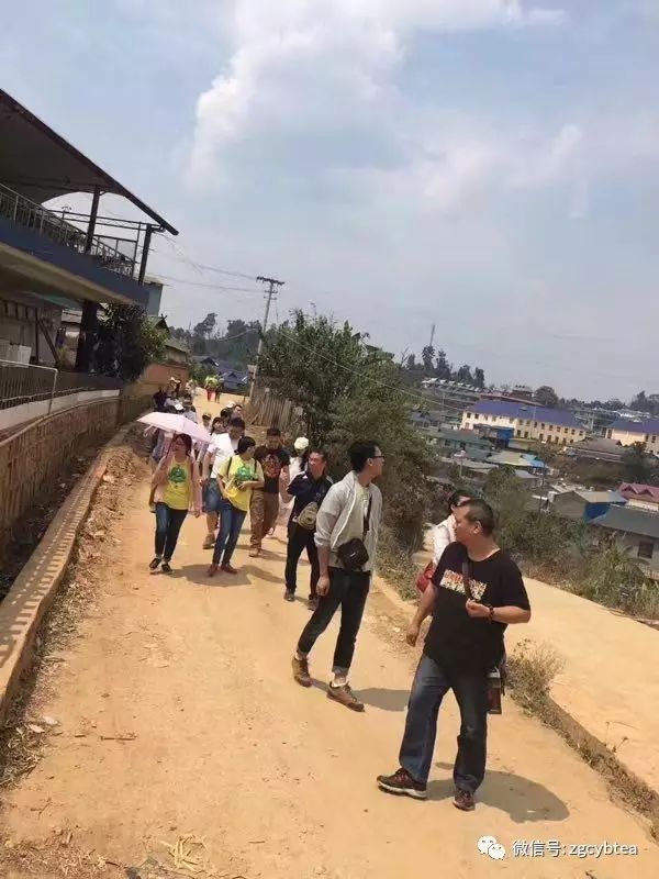 他们把班章村挤成菜市场，将易武堵成帝都，用生命演绎茶山怪象！