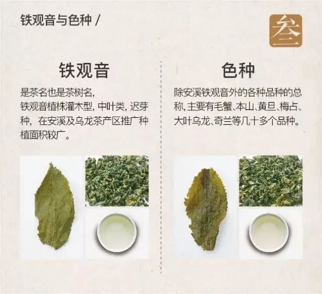 你可能只是喝过铁观音而已，八张图带你了解铁观音