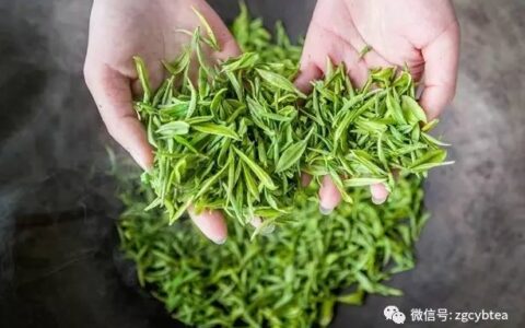 杀青用刀？炒青放油？你对制茶工艺的“青”误解太深