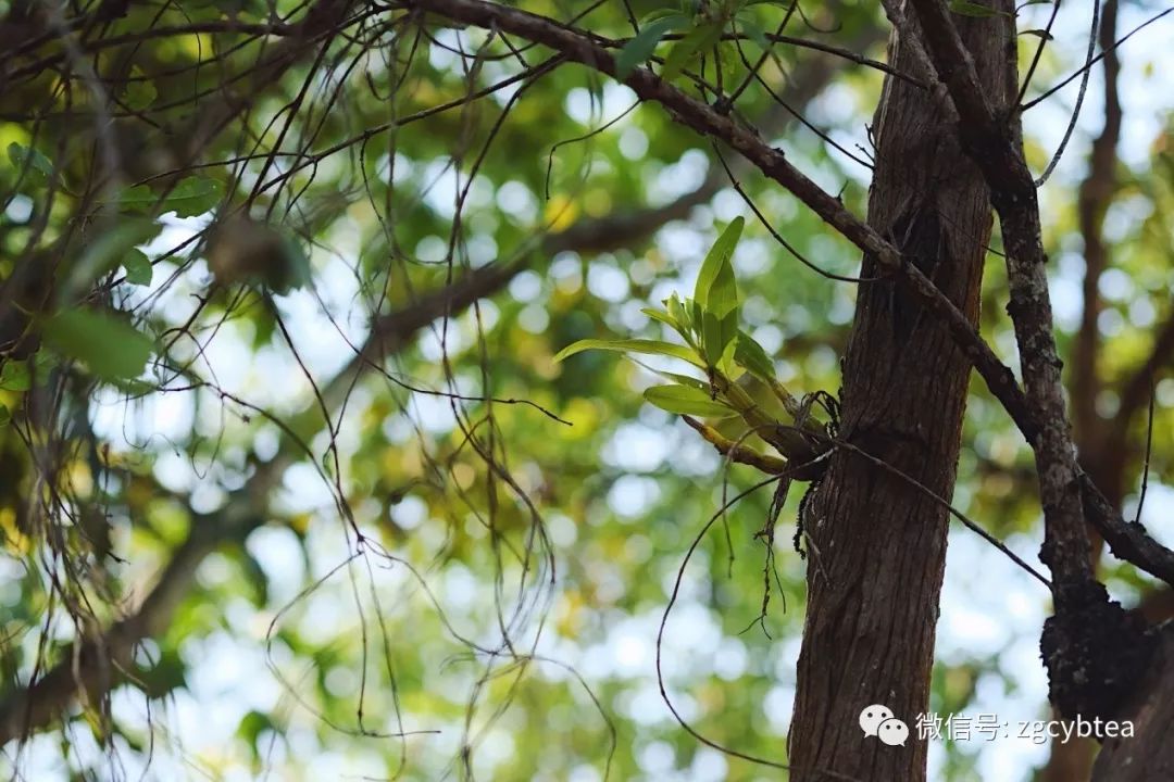 茶界香格里拉-传说中的曼松到底长什么样?图文揭秘长在森林中的古茶园