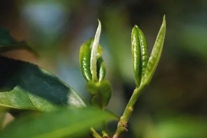 春茶季快到了，你今年准备去茶山吗？