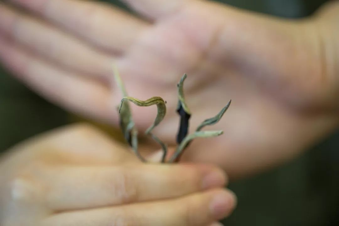 我们用6种茶叶做香薰，结果一办公室的人都围着香薰机“醉生梦死”！