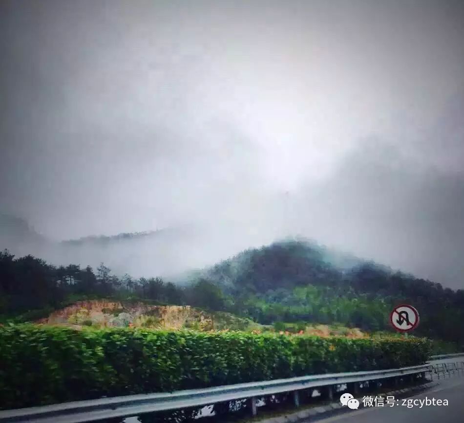 茶亲时代:几千公里外不相识的两个陌生人,用茶汤调浓了血缘关系
