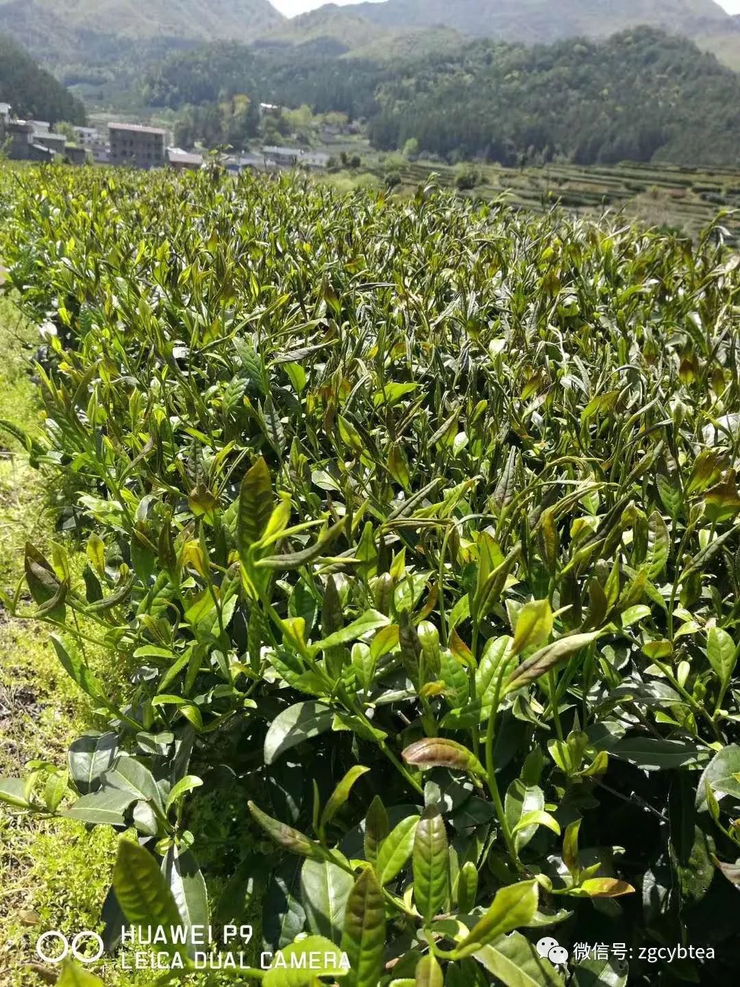 突发重磅：倒春寒突袭武夷山，高山地区萌发茶叶遭受打霜，受损严重！