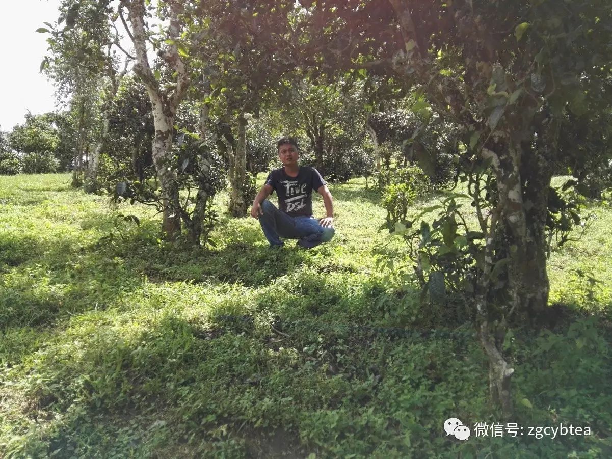 茶亲时代:几千公里外不相识的两个陌生人,用茶汤调浓了血缘关系