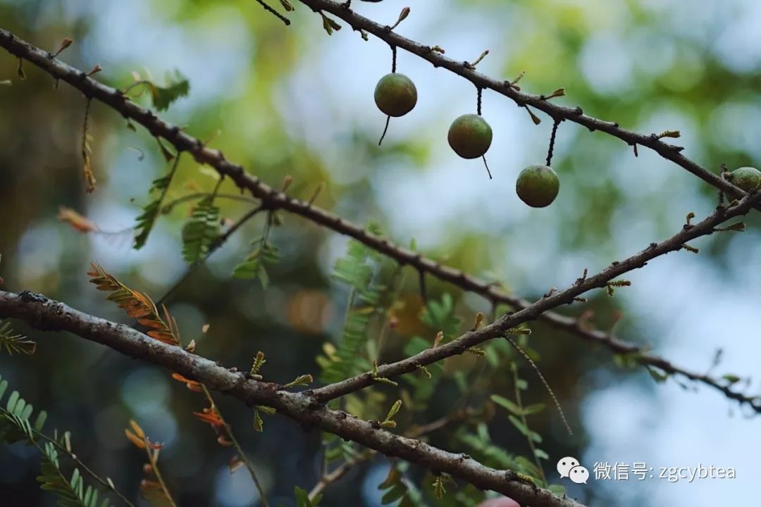 茶界香格里拉-传说中的曼松到底长什么样?图文揭秘长在森林中的古茶园