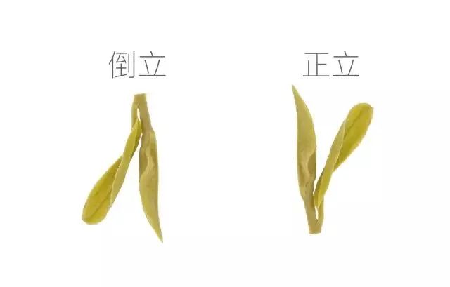 验证绿茶界“倒立现象”，我们做了这个实验