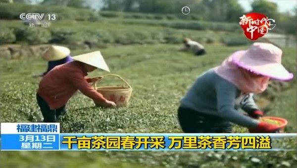 福建著名茶叶地方公共品牌IP打造哪家强？茶类区域IP管理必读！