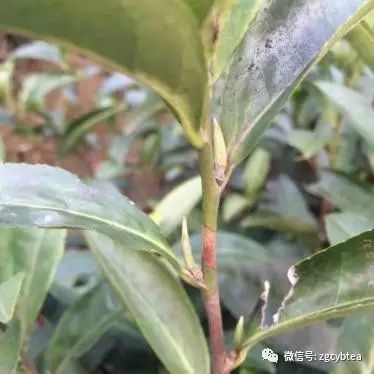 你现在到手的龙井春茶可能是假的！即时播报12大茶产区春茶产情