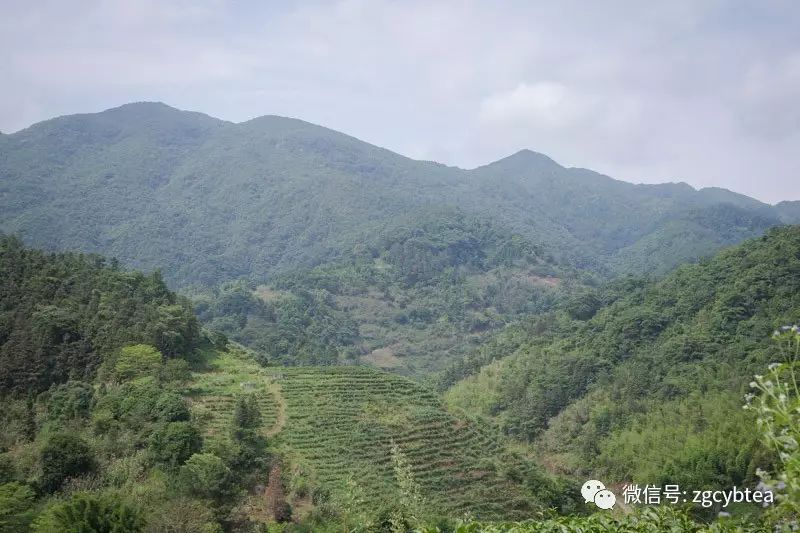 全国2862个县中它毫不起眼,却用牛肉丸和白溪茶氤氲了客家山乡梦