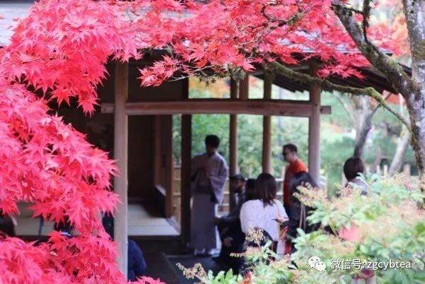 茶亭/石磨/锦鲤池/茶博会…这里是被茶文化彻底征服的美国西雅图！