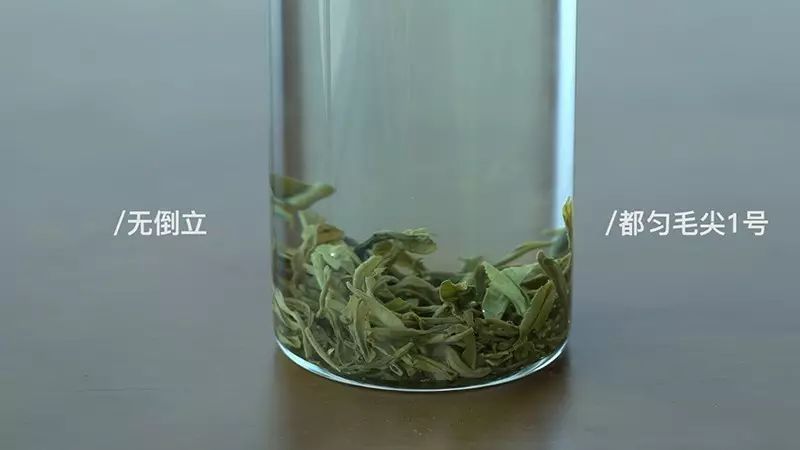 一口气泡了17款绿茶,验证是否只有龙井才能在茶汤中倒立?