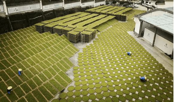 福建著名茶叶地方公共品牌IP打造哪家强？茶类区域IP管理必读！