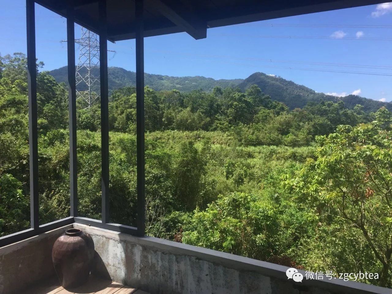 这是一个来自台湾的野放茶生存样本