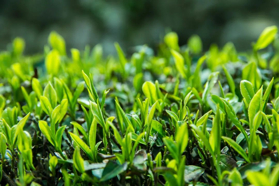 你可能了解过日本抹茶，但你不一定知道它起源于中国！