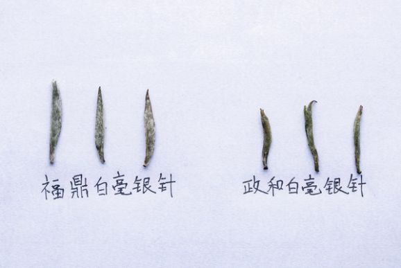 这篇万字超长文教你读懂关于白茶的几乎所有细节！可收藏作工具书使用