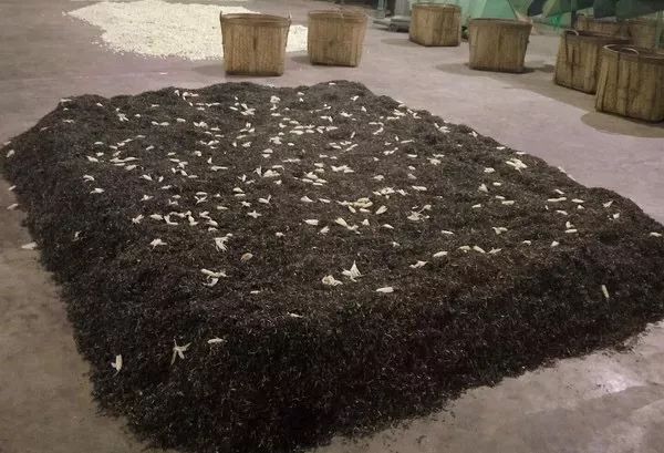把茉莉跟茶凑一起就成了茉莉花茶?真正的花茶工艺可能是花半辈子都学不会的绝技!