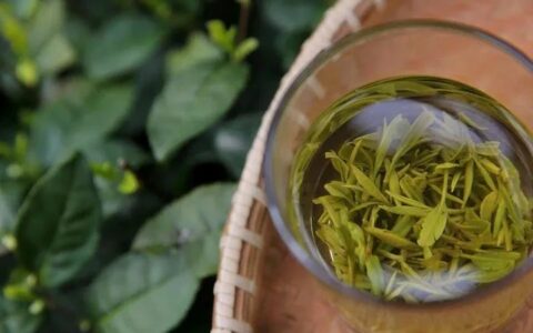 这些与西湖龙井“宿命缠绵”的制茶大师们