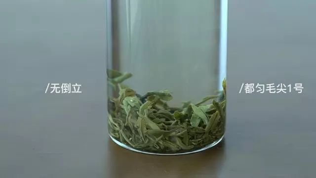 会倒立的才是好绿茶？我们给你做了这个实验