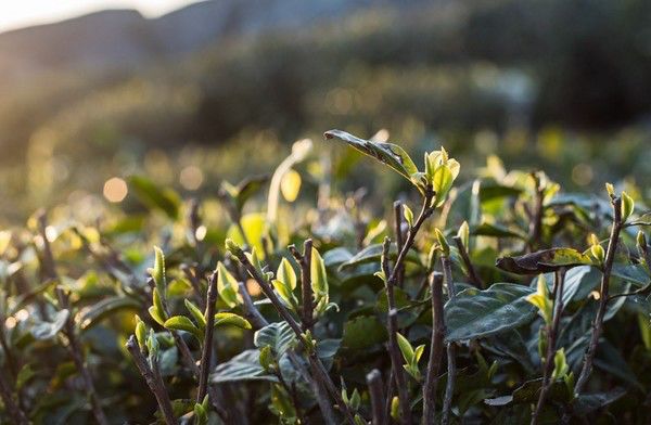 福建著名茶叶地方公共品牌IP打造哪家强？茶类区域IP管理必读！
