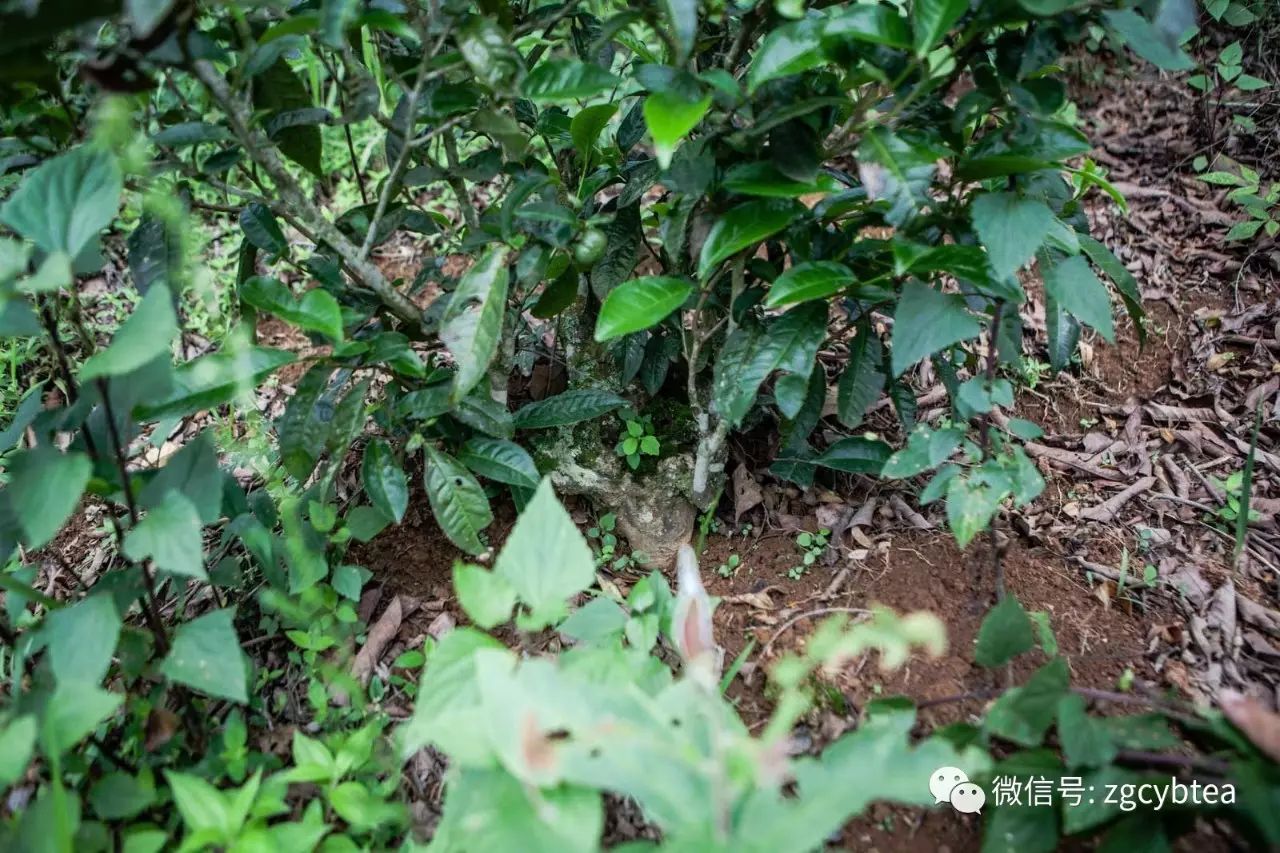 有人多花30%的钱,就为买树上长苔藓的茶,专家:那是茶树病害