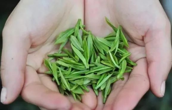 春茶季快到了，你今年准备去茶山吗？