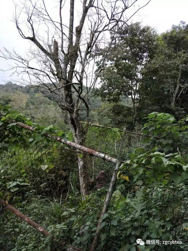 云南易武落水洞那棵活了八百多年的茶树王死了，谁是凶手？