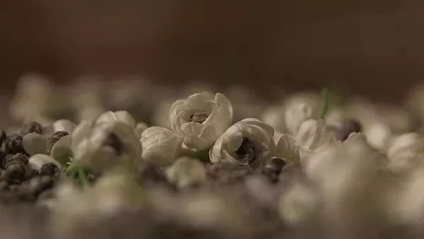 把茉莉跟茶凑一起就成了茉莉花茶?真正的花茶工艺可能是花半辈子都学不会的绝技!