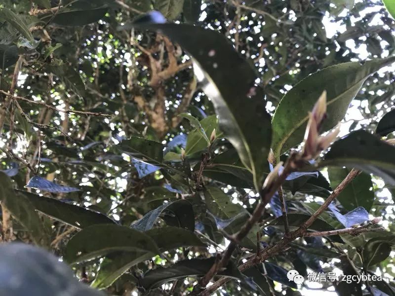 易武小树开采,老班章/昔归/冰岛未萌芽,居然就有了"权威"春茶价?
