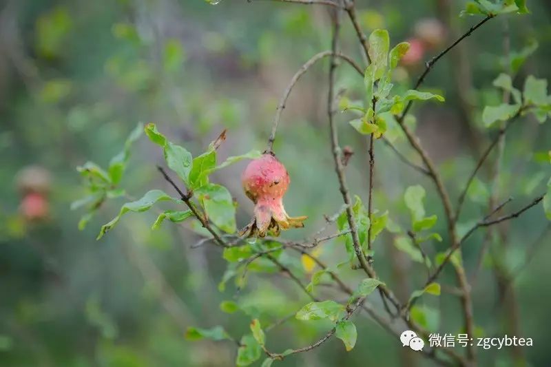 全国2862个县中它毫不起眼,却用牛肉丸和白溪茶氤氲了客家山乡梦