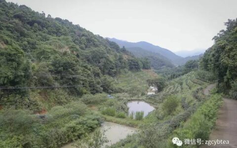全国2862个县中它毫不起眼,却用牛肉丸和白溪茶氤氲了客家山乡梦